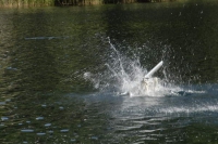 Idro Lases 2007-36