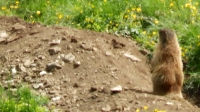 Alianti sulle Dolomiti 2014-21