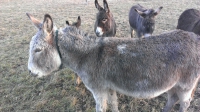 Volo della Befana 2014-2