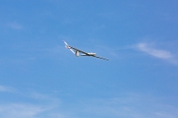 1028-margone-glider--⌐-2017-Fabio-Staropoli-fotofiore.com