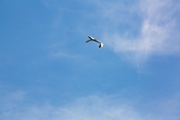 1073-margone-glider--®-2017-Fabio-Staropoli-fotofiore.com