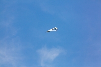 1074-margone-glider--®-2017-Fabio-Staropoli-fotofiore.com