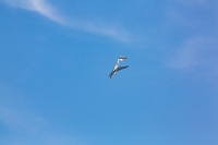 1075-margone-glider--®-2017-Fabio-Staropoli-fotofiore.com