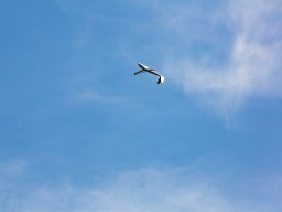 1073-margone-glider---2017-fabio-staropoli-fotofiorecom_20170811_1334836675